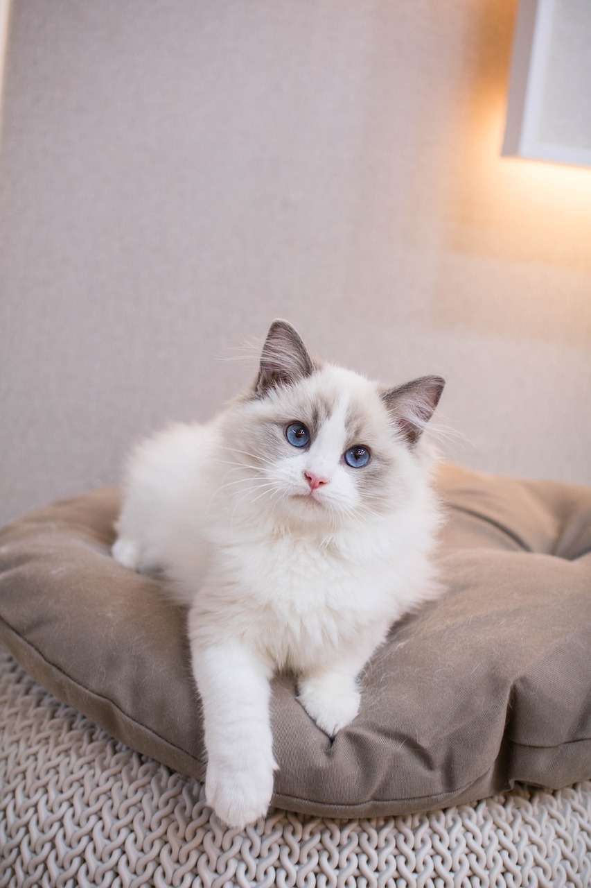 cat, kitten, ragdoll, ragdoll, ragdoll, pet, ragdoll, animal, ragdoll, ragdoll