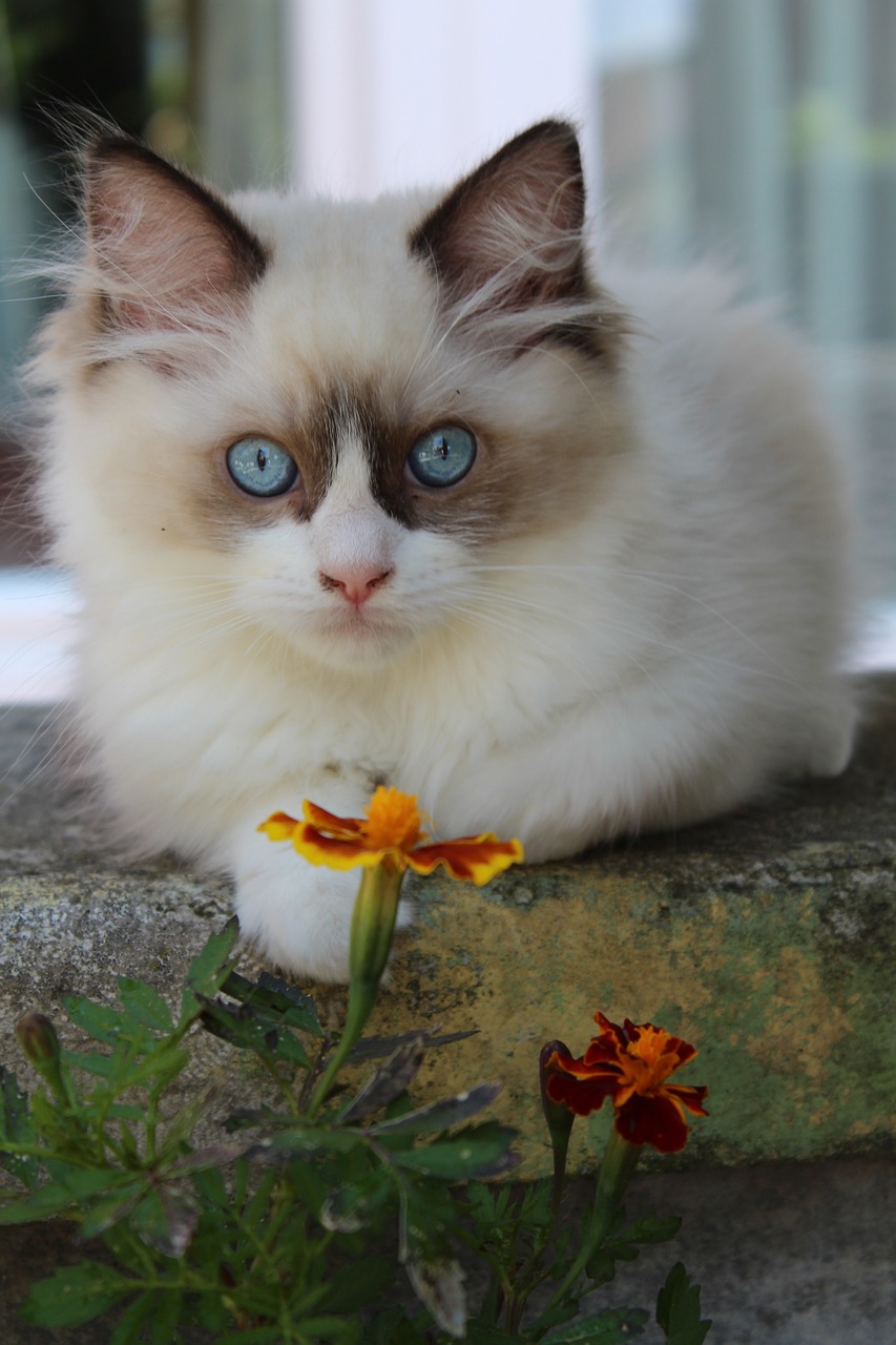 ragdoll, cat, young, kitten, domestic animal, animal, fluffy, purebred, fur, cute, mammal, beautiful, relaxation, dormant, ragdoll, ragdoll, pet, ragdoll, nature, ragdoll, ragdoll