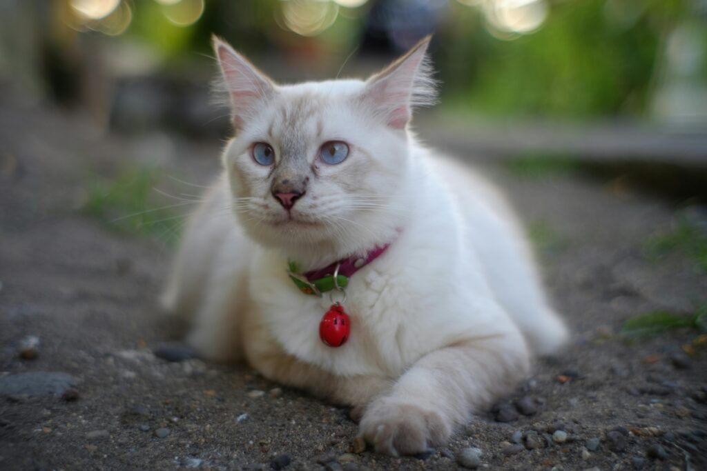 A serene ragdoll cat with blue eyes resting outdoors, wearing a collar with a bell.